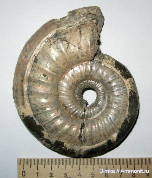 аммониты, юра, Binatisphinctes, средний келловей, Binatisphinctes rjasanensis, Михайловцемент, Ammonites, Jurassic, Middle Callovian