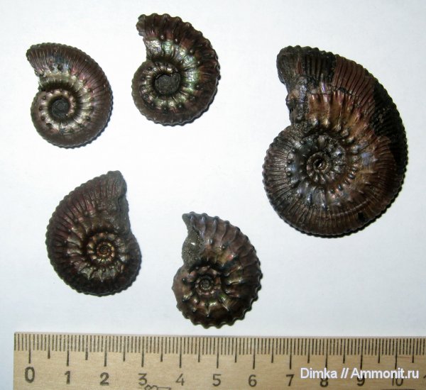 аммониты, юра, Kosmoceras, средний келловей, Михайловцемент, Kosmoceras jenceni, Ammonites, Jurassic, Middle Callovian