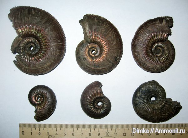 аммониты, юра, Kosmoceras, Михайловцемент, верхний келловей, Kosmoceras phaeinum, Ammonites, Jurassic