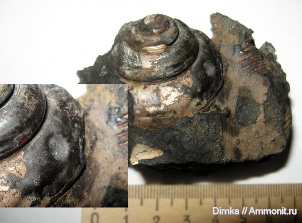 гастроподы, юра, средний подъярус волжского яруса, прижизненные повреждения, Нижние Мневники, зона Virgatites virgatus, Jurassic