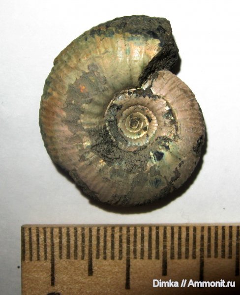 аммониты, юра, волжский ярус, Craspedites, Craspedites pseudofragilis, Ammonites, Покровское-Стрешнево, Volgian, Jurassic