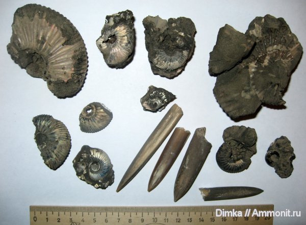 аммониты, белемниты, юра, волжский ярус, Epivirgatites, Ammonites, Покровское-Стрешнево, Volgian, Jurassic, belemnites