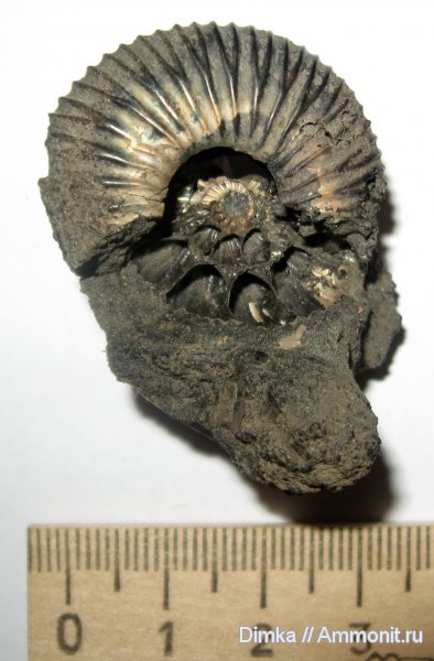 аммониты, юра, волжский ярус, Epivirgatites, Epivirgatites bipliciformis, Ammonites, Покровское-Стрешнево, Volgian, Jurassic