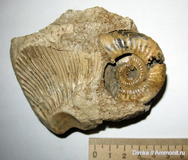 аммониты, юра, Михайлов, Binatisphinctes, верхний келловей, Ammonites, Jurassic