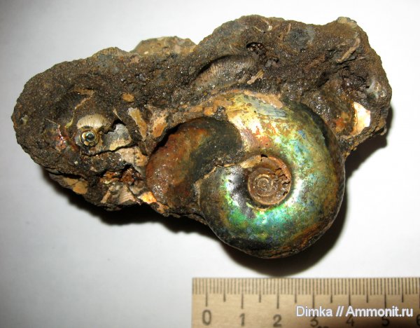 аммониты, юра, Craspedites, Craspedites nekrassovi, верхний подъярус волжского яруса, р. Черемуха, Ammonites, Jurassic