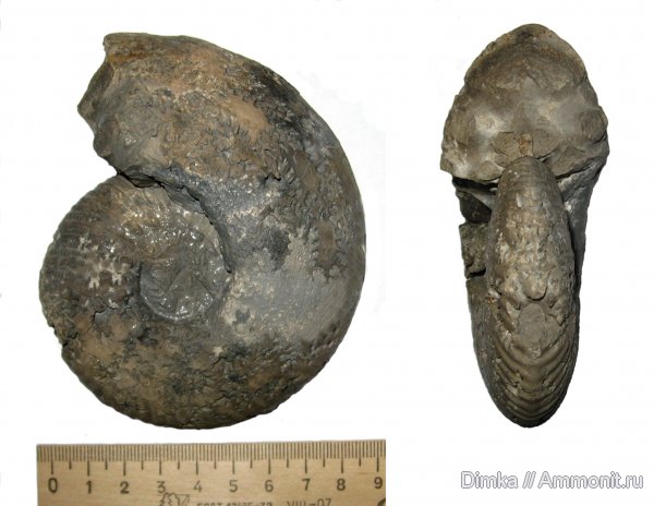 аммониты, юра, Михайлов, Quenstedtoceras, верхний келловей, Quenstedtoceras praelamberti, Ammonites, Jurassic