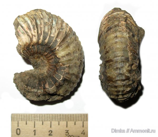 аммониты, мел, Surites, Никитино, берриас, Surites nikitini, Ammonites, Berriasian, Cretaceous