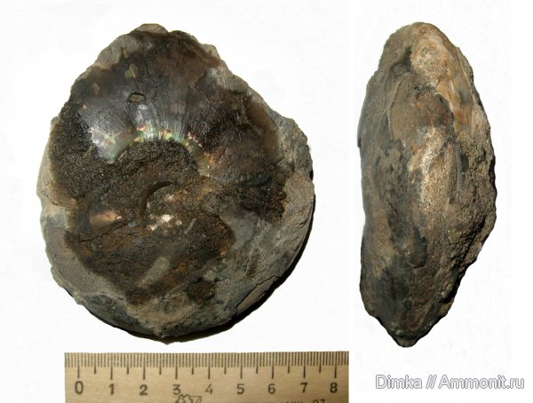 аммониты, мел, Никитино, Menjaites, валанжин, Ammonites, Valanginian, Cretaceous