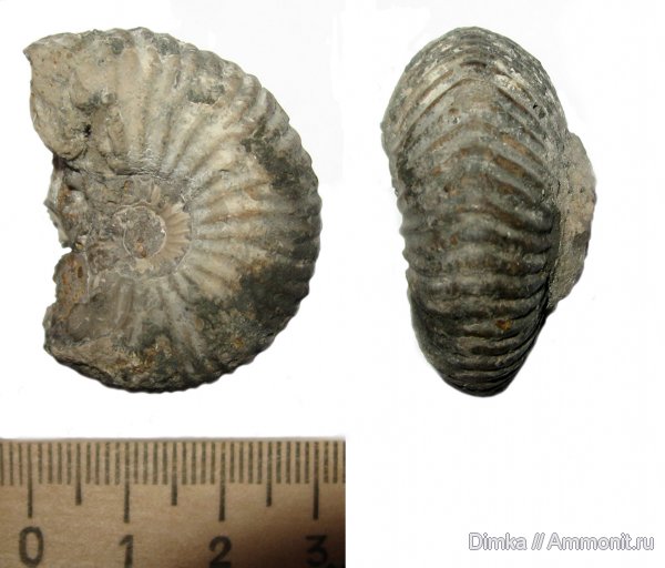 аммониты, юра, Михайлов, келловей, Quenstedtoceras, Ammonites, Callovian, Jurassic, Middle Jurassic