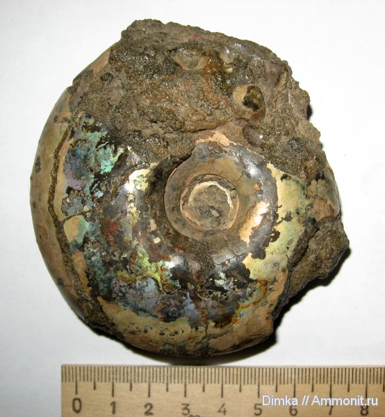 аммониты, юра, Елкино, волжский ярус, Craspedites, Craspedites okensis, Ammonites, Volgian, Jurassic