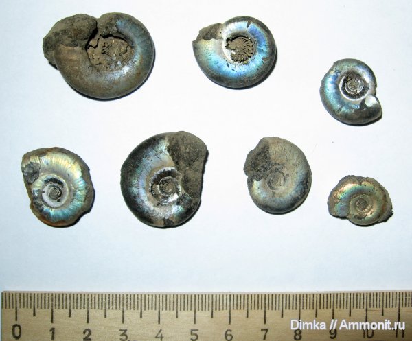 аммониты, юра, Елкино, Kachpurites, волжский ярус, Kachpurites fulgens, Ammonites, Volgian, Jurassic