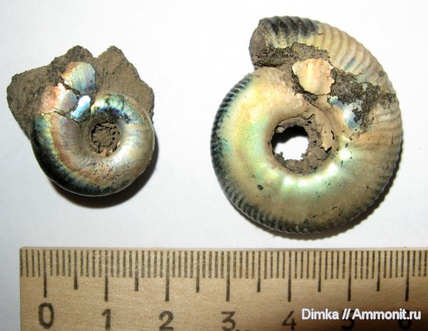 аммониты, Kachpurites, волжский ярус, Kachpurites fulgens, Craspedites, Craspedites subditoides, Филевский парк, Ammonites, Volgian