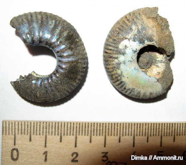 аммониты, юра, волжский ярус, Craspedites, Братеево, Ammonites, Volgian, Jurassic
