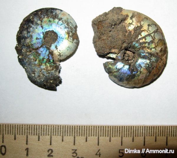 аммониты, юра, волжский ярус, Garniericeras, Garniericeras catenulatum, Братеево, Ammonites, Volgian, Jurassic