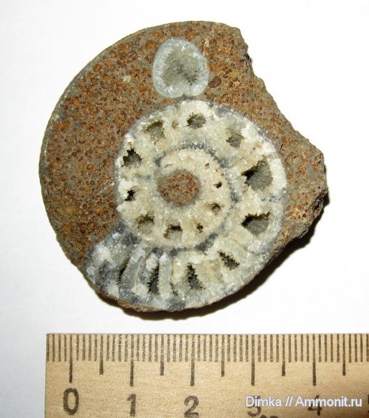 аммониты, юра, нижний келловей, Никитино, Sigaloceras, Ammonites, Jurassic, Lower Callovian