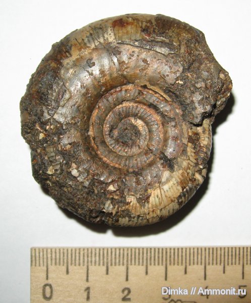 аммониты, юра, волжский ярус, Laugeites, Мостово-Василево, Ammonites, Volgian, Jurassic