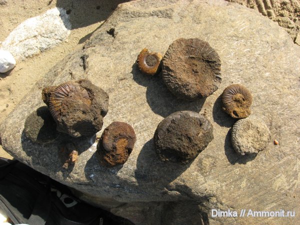 аммониты, юра, волжский ярус, Epivirgatites, Laugeites, Мостово-Василево, Ammonites, Volgian, Jurassic