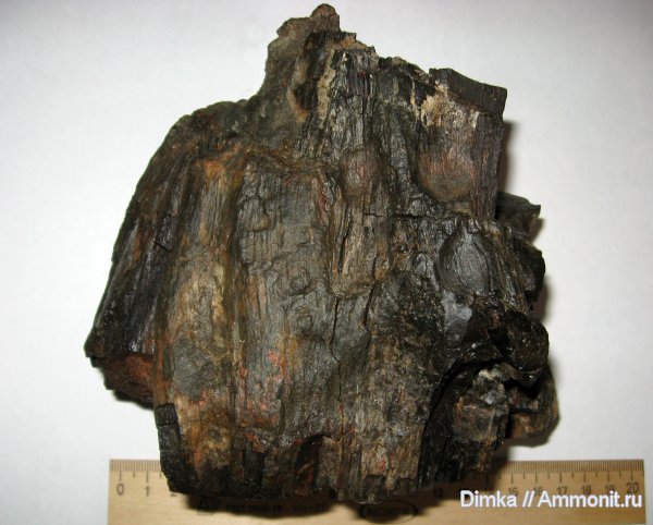 юра, волжский ярус, окаменевшее дерево, Нижние Мневники, Volgian, Jurassic