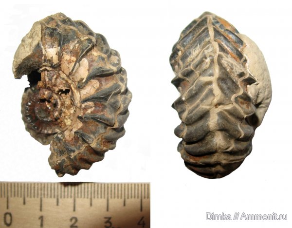 аммониты, юра, Goliathiceras, оксфорд, Никитино, нижний оксфорд, Ammonites, Oxfordian, Lower Oxfordian, Jurassic