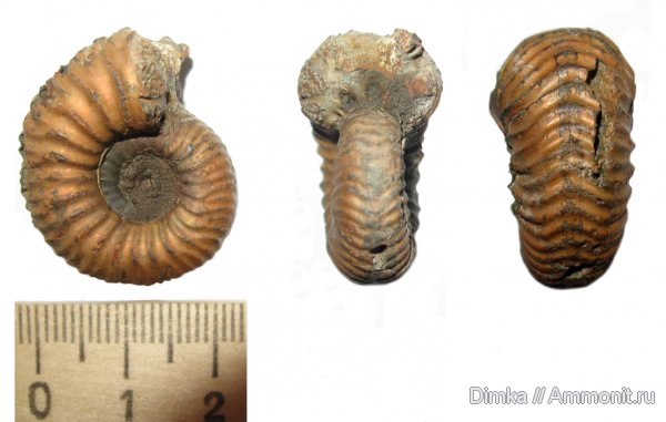 аммониты, юра, оксфорд, Никитино, нижний оксфорд, Eboraciceras, Eboraciceras carinatum, Ammonites, Oxfordian, Lower Oxfordian, Jurassic