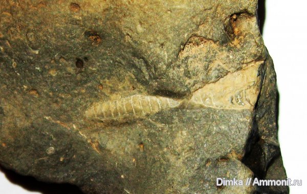 карбон, прямораковинные головоногие, Московская область