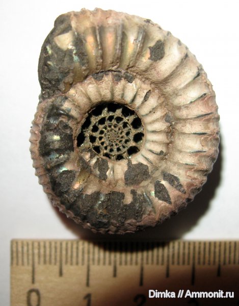 аммониты, юра, Кимры, нижний кимеридж, Ammonites, Crussoliceras, Jurassic