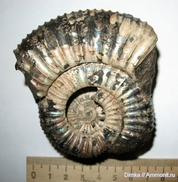 аммониты, юра, Кимры, нижний кимеридж, Ammonites, Crussoliceras, Jurassic