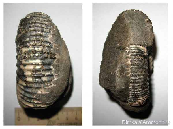 аммониты, юра, кимеридж, Кимры, Ammonites, Crussoliceras, Kimmeridgian, Jurassic, Upper Jurassic