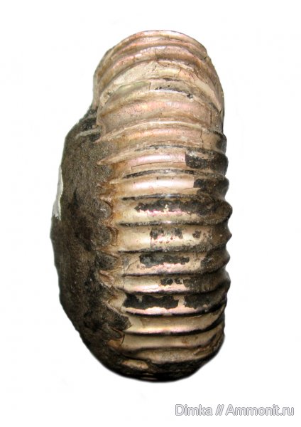 аммониты, юра, кимеридж, Кимры, Ammonites, Crussoliceras, Kimmeridgian, Jurassic, Upper Jurassic