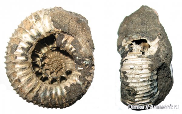 аммониты, юра, кимеридж, Кимры, Ammonites, Crussoliceras, Kimmeridgian, Jurassic, Upper Jurassic