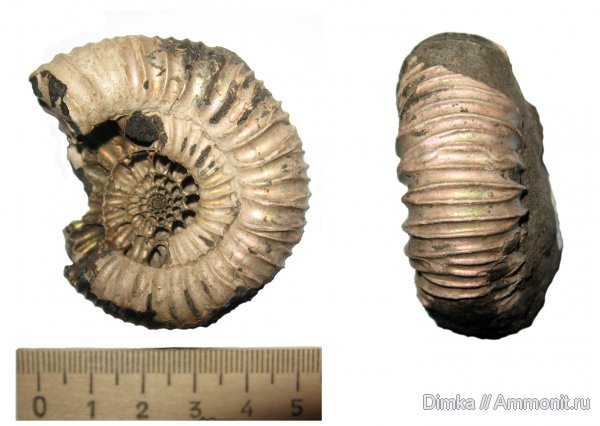 аммониты, юра, кимеридж, Кимры, Ammonites, Crussoliceras, Kimmeridgian, Jurassic, Upper Jurassic