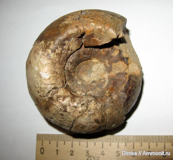 аммониты, юра, келловей, Cadoceras, Cadoceras elatmae, Елатьма, Ammonites, Callovian, Jurassic, Middle Jurassic