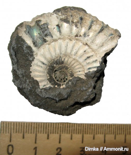 аммониты, юра, кимеридж, Кимры, Ammonites, Crussoliceras, Kimmeridgian, Jurassic, Upper Jurassic