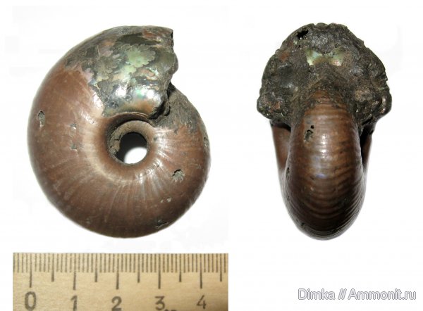аммониты, Михайлов, Funiferites, келловей, Funiferites allae, Ammonites, Callovian, Middle Jurassic