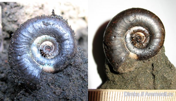 аммониты, юра, Kachpurites, волжский ярус, Мневники, Kachpurites fulgens, Ammonites, Volgian, Jurassic