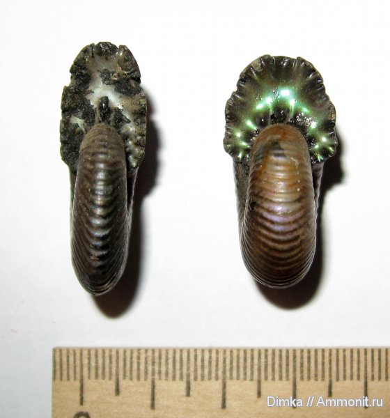 аммониты, юра, Михайлов, Funiferites, келловей, Funiferites patruus, Funiferites allae, Ammonites, Callovian, Jurassic, Middle Jurassic