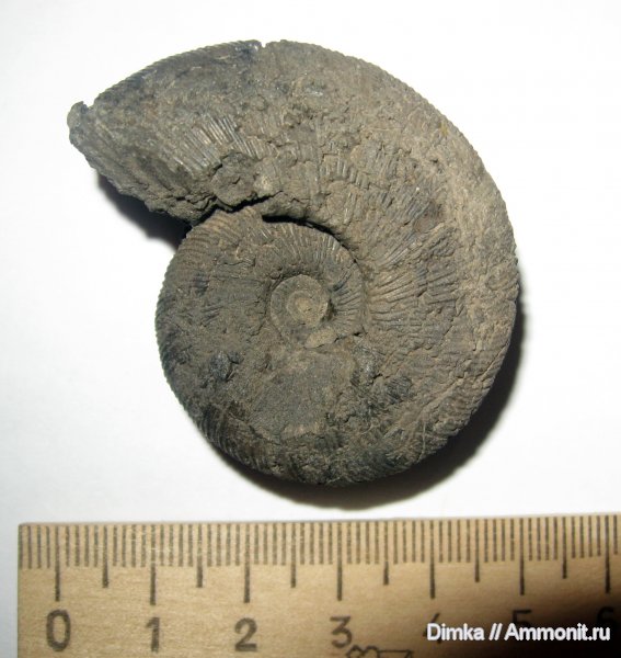 аммониты, юра, Москворечье, Zaraiskites, Zaraiskites quenstedti, Ammonites, Jurassic