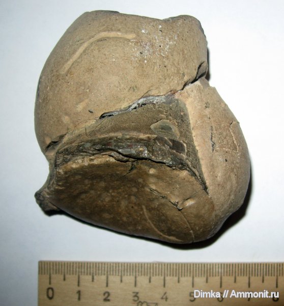 юра, оксфорд, фрагмоконы, Кимры, Oxfordian, Jurassic, phragmocones