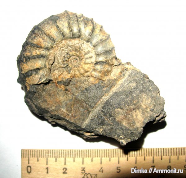 аммониты, юра, Москворечье, волжский ярус, Acuticostites, Acuticostites acuticostatus, Ammonites, Volgian, Jurassic