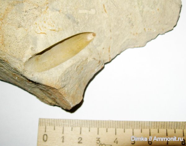 белемниты, мел, Кольчугинский район, Владимирская область