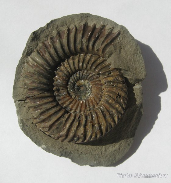 аммониты, юра, бат, байос, Карачаево-Черкессия, Parkinsonia, Ammonites, Bathonian, Bajocian, Jurassic