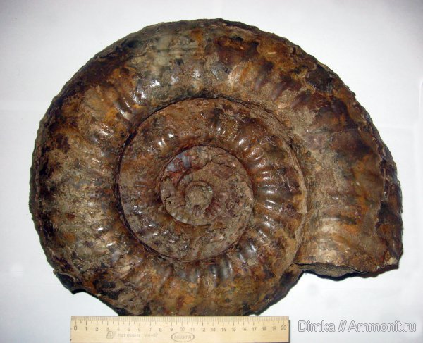аммониты, юра, волжский ярус, Мостово-Василево, средний подъярус волжского яруса, зона Epivirgatites nikitini, Ammonites, Volgian, Jurassic