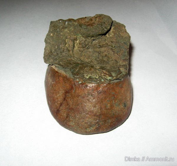 аммониты, юра, келловей, Quenstedtoceras, Кимры, Ammonites, Callovian, Jurassic, Middle Jurassic