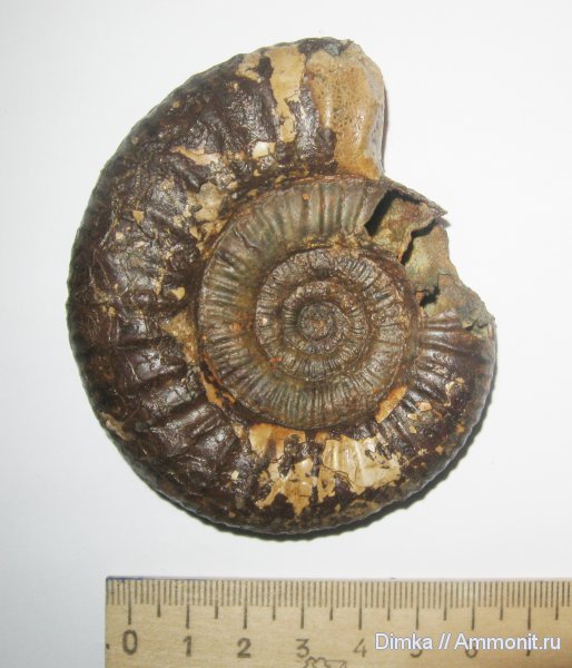 аммониты, юра, келловей, Никитино, Choffatia, Ammonites, Callovian, Jurassic, Middle Jurassic
