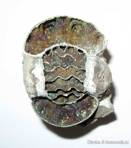 аммониты, юра, Михайлов, Erymnoceras, келловей, поперечное сечение, Ammonites, Callovian, Jurassic, Middle Jurassic