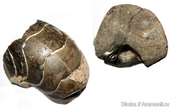 юра, кимеридж, Кимры, Kimmeridgian, Jurassic, Upper Jurassic