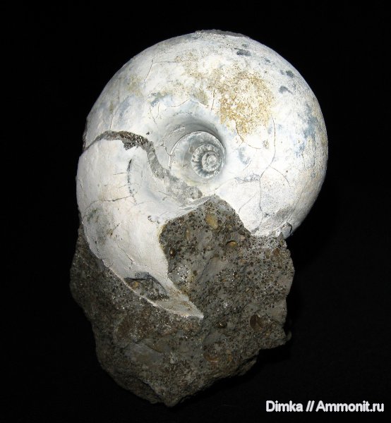 аммониты, юра, нижний келловей, келловей, Rondiceras, Никитино, Rondiceras tcheffkini, Ammonites, Callovian, Jurassic, Middle Jurassic, Lower Callovian