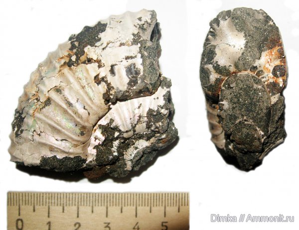 аммониты, юра, волжский ярус, Epivirgatites, Epivirgatites bipliciformis, зона Epivirgatites nikitini, Ammonites, Volgian, Jurassic