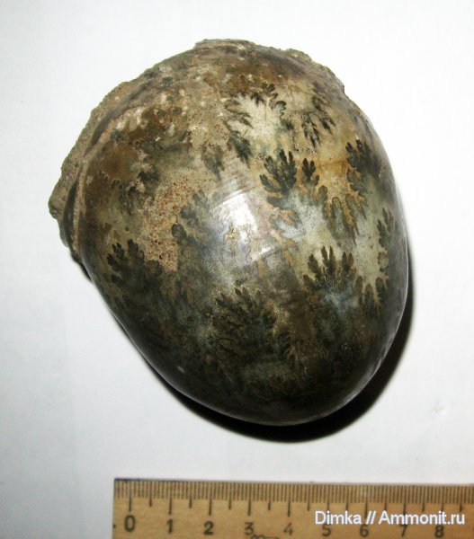 аммониты, юра, нижний келловей, келловей, Rondiceras, Никитино, Rondiceras tcheffkini, Ammonites, лопастные линии, Callovian, Jurassic, Middle Jurassic, Lower Callovian