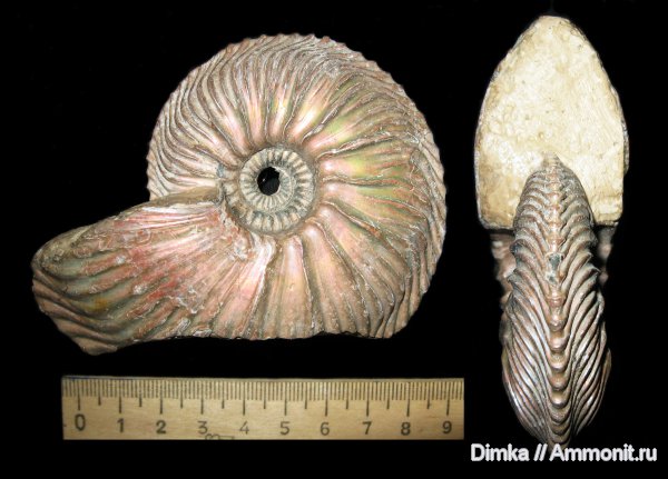 аммониты, юра, Cardioceras, Никитино, нижний оксфорд, Cardioceras cordatum, Ammonites, Lower Oxfordian, Jurassic